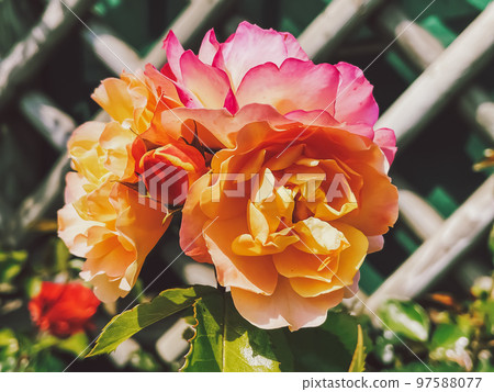 Beautiful shrub roses in summer garden, blooming flowers in Hertfordshire, England in summer, planting and gardening concept Beautiful shrub roses in summer garden, blooming flowers in Hertfordshire, England in summer, planting and gardening concept 97588077