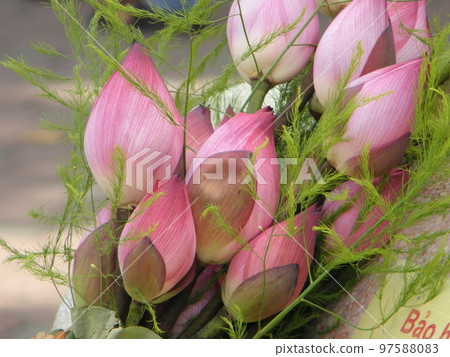 lotus flower lotus flower 97588083