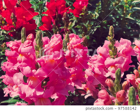 Beautiful flowers in garden centre in Hertfordshire, England, planting and gardening concept Beautiful flowers in garden centre in Hertfordshire, England, planting and gardening concept 97588142