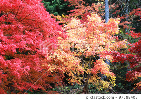 Maple autumn leaves Maple autumn leaves 97588405