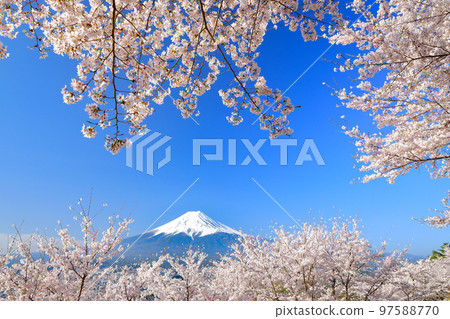 山梨縣富士吉田市春倉山公園櫻花盛開，富士山絕景 97588770