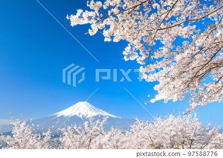 山梨縣富士吉田市春倉山公園櫻花盛開，富士山絕景 97588776
