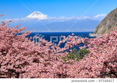 從井田峠眺望駿河灣的富士山和河津櫻花 97588927