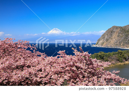 從井田峠眺望駿河灣的富士山和河津櫻花 從井田峠眺望駿河灣的富士山和河津櫻花 97588928