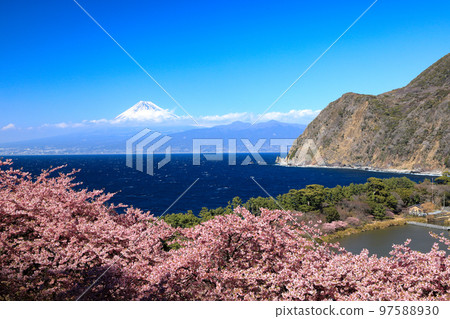 從井田峠眺望駿河灣的富士山和河津櫻花 從井田峠眺望駿河灣的富士山和河津櫻花 97588930