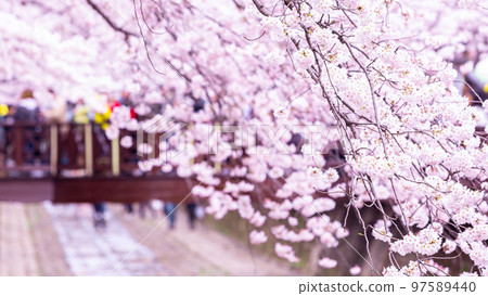 Sakura festival, Cherry blossom at Yeojwacheon Stream, Jinhae Gunhangje Festival pink cherry blossom festival in South Korea Jinhae, South Korea. 97589440