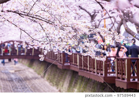 Sakura festival, Cherry blossom at Yeojwacheon Stream, Jinhae Gunhangje Festival pink cherry blossom festival in South Korea Jinhae, South Korea. 97589443