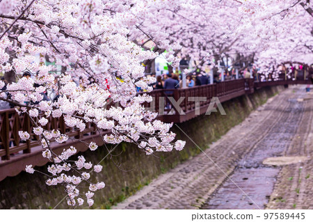 Sakura festival, Cherry blossom at Yeojwacheon... - Stock Photo [97589445]  - PIXTA