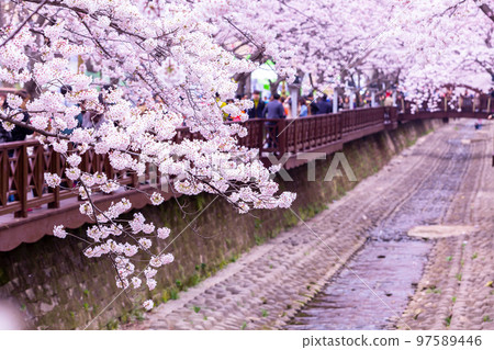 Sakura festival, Cherry blossom at Yeojwacheon Stream, Jinhae Gunhangje Festival pink cherry blossom festival in South Korea Jinhae, South Korea. 97589446