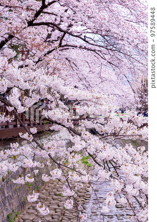 Sakura festival, Cherry blossom at Yeojwacheon Stream, Jinhae Gunhangje Festival pink cherry blossom festival in South Korea Jinhae, South Korea. 97589448