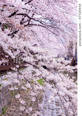 Sakura festival, Cherry blossom at Yeojwacheon Stream, Jinhae Gunhangje Festival pink cherry blossom festival in South Korea Jinhae, South Korea. 97589449