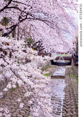Sakura festival, Cherry blossom at Yeojwacheon Stream, Jinhae Gunhangje Festival pink cherry blossom festival in South Korea Jinhae, South Korea. Sakura festival, Cherry blossom at Yeojwacheon Stream, Jinhae Gunhangje Festival pink cherry blossom festival in South Korea Jinhae, South Korea. 97589450