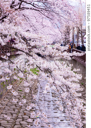 Sakura festival, Cherry blossom at Yeojwacheon Stream, Jinhae Gunhangje Festival pink cherry blossom festival in South Korea Jinhae, South Korea. 97589451