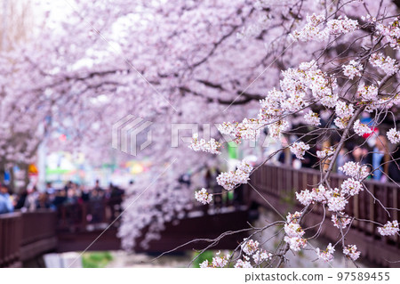 Sakura festival, Cherry blossom at Yeojwacheon Stream, Jinhae Gunhangje Festival pink cherry blossom festival in South Korea Jinhae, South Korea. 97589455