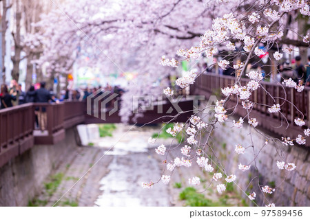 Sakura festival, Cherry blossom at Yeojwacheon Stream, Jinhae Gunhangje Festival pink cherry blossom festival in South Korea Jinhae, South Korea. 97589456