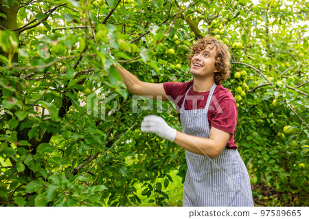 Joyous orchardman harvesting fresh organic fruit in the orchard 97589665