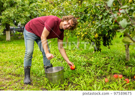 Young gardener harvesting fruit in the orchard Young gardener harvesting fruit in the orchard 97589675