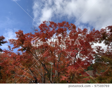 Autumn leaves Autumn leaves 97589769