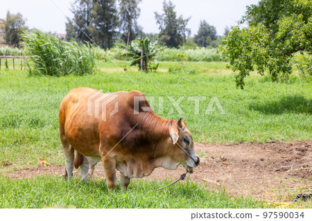Yellow cattle in the farm Yellow cattle in the farm 97590034
