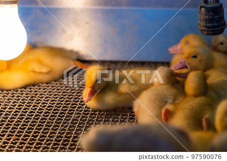 Cute baby duck in the farm Cute baby duck in the farm 97590076