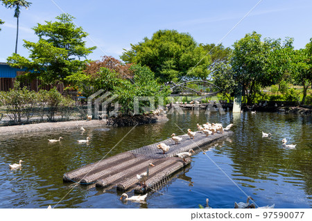 Tourist duck farm in countryside Tourist duck farm in countryside 97590077