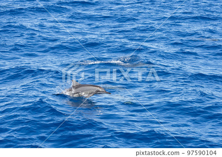 Dolphins jump out of the sea in Hualien harbor of Taiwan Dolphins jump out of the sea in Hualien harbor of Taiwan 97590104