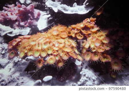 Sea anemones on a rock 97590480
