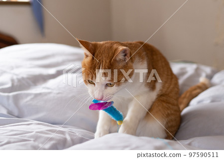 A cat playing with a cat toy Brown tiger white 97590511