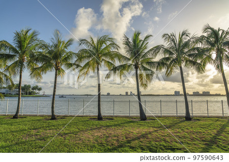 Row of coconut trees near the fence barrier against the oceanfront at Miami bay in Florida 97590643