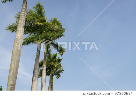 Row of foxtail palm trees view from below at Miami, Florida 97590654