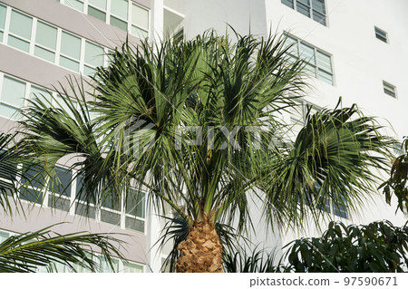 Palm tree against the buildings with paned windows at Miami, Florida 97590671
