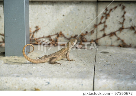 Curly tailed lizard on a concrete pavement close-up view- Miami, Florida 97590672