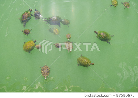 Top view of moss covered turtle shells in a brackish water of a lake in Destin, Florida 97590673