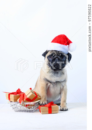 Pug puppy with gift boxes for New Year or Christmas. A pug in a Christmas hat on a light background. Boxes with gifts for the holidays.Metal shopping basket.Space for copying. Vertical photo. Pug puppy with gift boxes for New Year or Christmas. A pug in a Christmas hat on a light background. Boxes with gifts for the holidays.Metal shopping basket.Space for copying. Vertical photo. 97590822