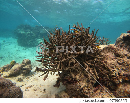 dead corals dead corals 97590855