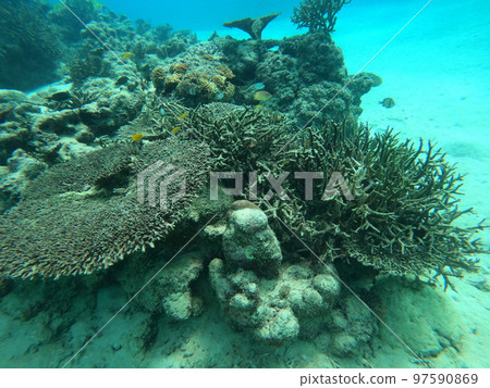 環境問題，魚聚集在死珊瑚上 97590869