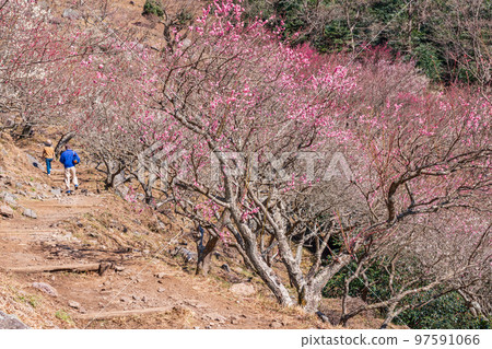 (Kanagawa Prefecture) Yugawara Plum Grove, Plum Banquet (Kanagawa Prefecture) Yugawara Plum Grove, Plum Banquet 97591066