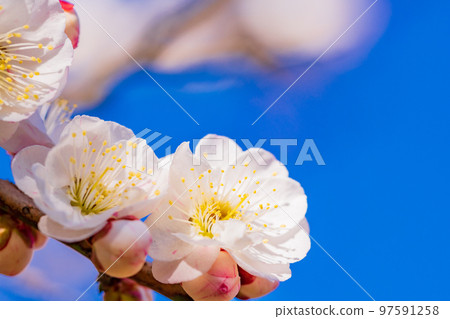 （神奈川縣）湯河原梅林梅花白梅花 97591258