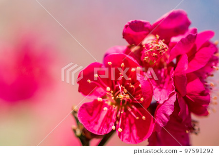 (神奈川縣)湯河原梅林梅花小白 (神奈川縣)湯河原梅林梅花小白 97591292