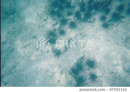 Urchin Urchin 97591342