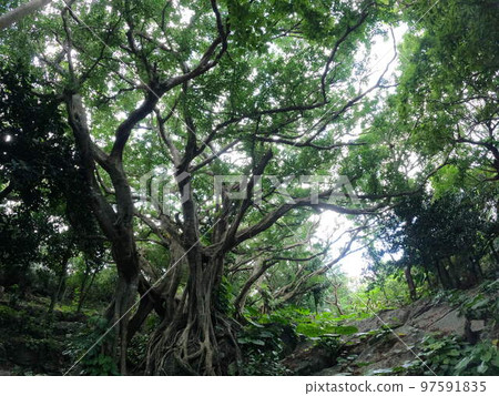 The world of Ghibli, a place where fairies gather 97591835