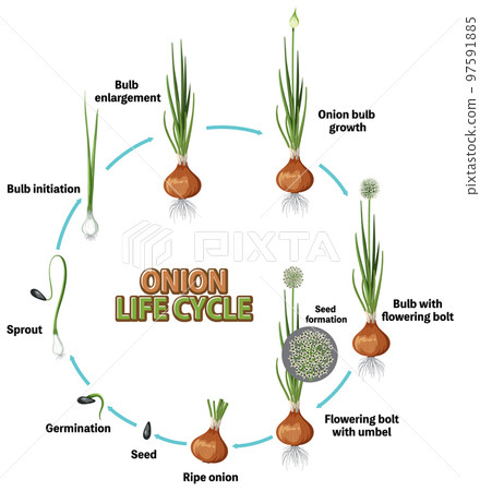 Diagram showing onion life cycle Diagram showing onion life cycle 97591885