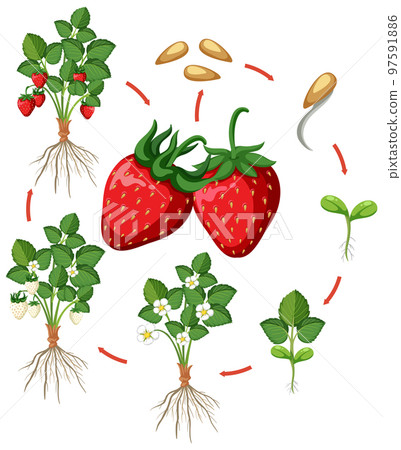 Life cycle of strawberry diagram Life cycle of strawberry diagram 97591886
