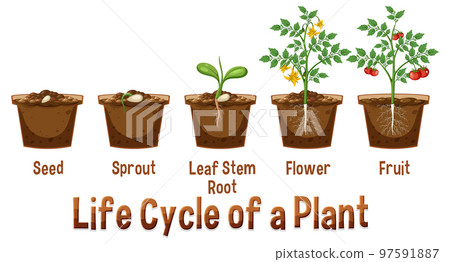 Life cycle of a plant diagram Life cycle of a plant diagram 97591887