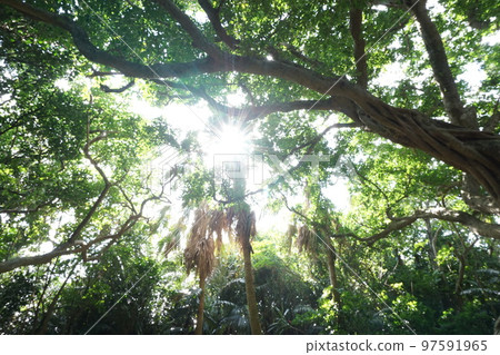 a place to sunbathe 97591965