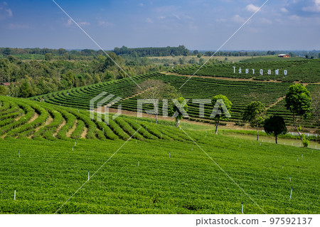 Chui Fong Tea Plantation Chiang Rai, Kingdom of Thailand 97592137