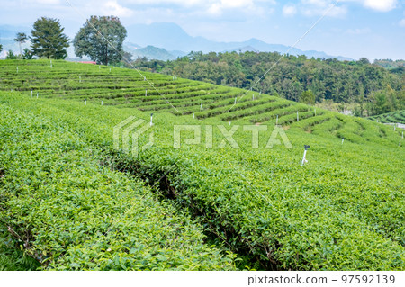 Chui Fong Tea Plantation Chiang Rai, Kingdom of Thailand 97592139