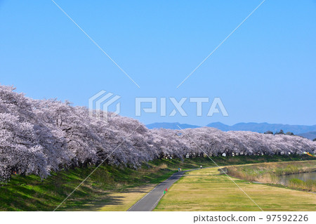 Sakurakage Fukui Asuwagawa Sakurakage Fukui Asuwagawa 97592226