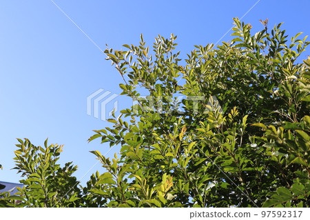 Winter blue sky and ash 97592317