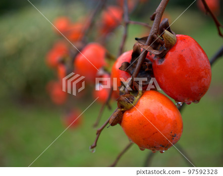 Sanjagaki persimmons ripened in late autumn 97592328